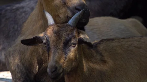 Alpine Goat Portrait Stock Footage 99864940