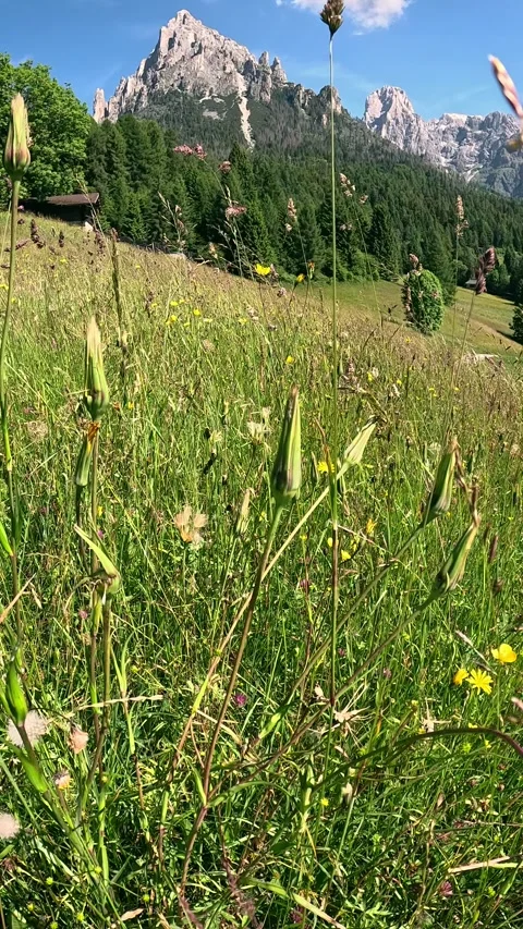 Alpine grass Stock Footage 280050065
