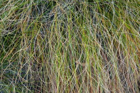 Alpine Grass - Mt Buffalo Stock Photos