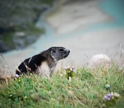 The Alpine groundhog sits. Foto stock