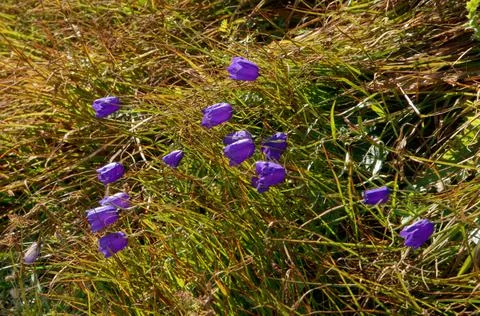Alpine Harebell Stock Photos