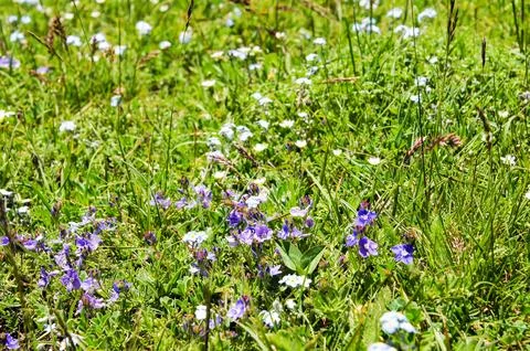 Alpine herbs on a hillside. Stock Photos