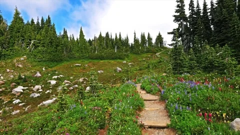 Alpine Hiking Trail Through Vibrant Wildflower Meadow in Mount Rainier National Video stock 332082665