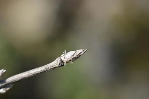 Alpine Honeysuckle Stock Photos
