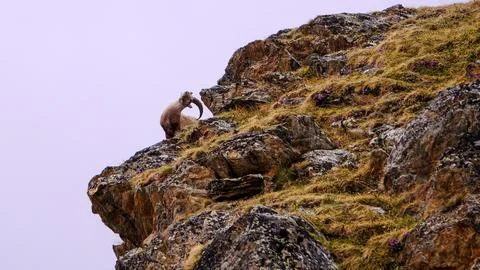 The Alpine ibex, capra ibex, also known as the steinbock or simply ibex, is.. Stock Photos