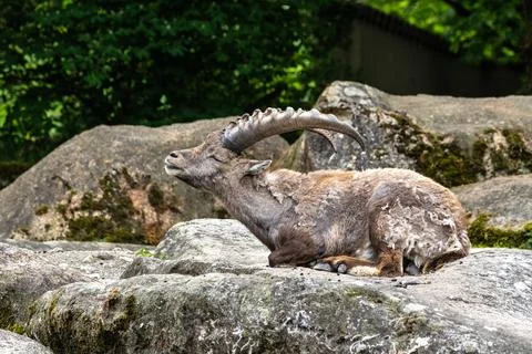 Alpine ibex, Capra ibex also known as the steinbock or bouquetin, is a specie Stockfoto's