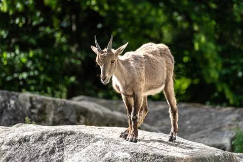 Alpine ibex, Capra ibex also known as the steinbock or bouquetin, is a specie 스톡 사진