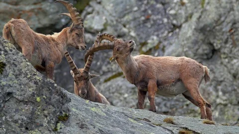 Alpine ibex (Capra ibex) fighting on rocks 動画素材 112382645