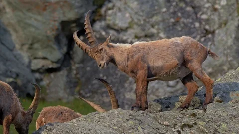 Alpine ibex (Capra ibex) fighting on rocks Stock Footage