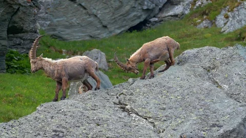 Alpine ibex (Capra ibex) fighting on rocks Stock Footage 112383322