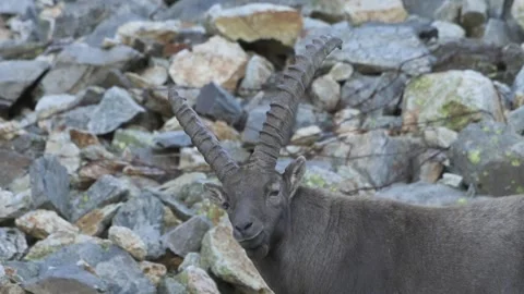 Alpine ibex (Capra ibex) Video stock 256019914