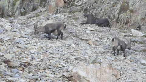 Alpine ibex (Capra ibex) Video stock 256019915