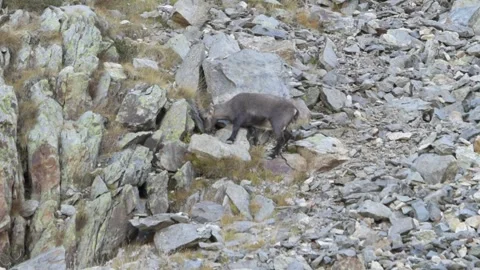 Alpine ibex (Capra ibex) Video stock 256019917