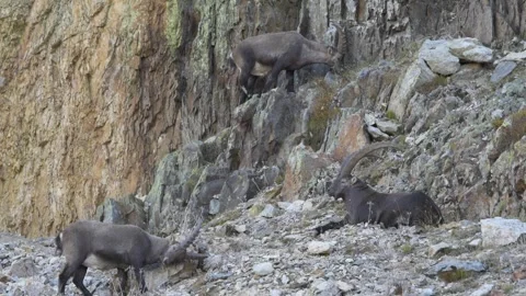 Alpine ibex (Capra ibex) Video stock 256019918