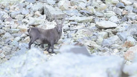 Alpine ibex (Capra ibex) Video stock 256019920