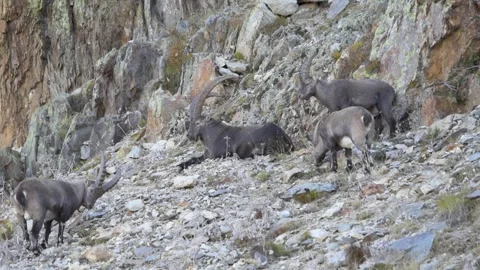Alpine ibex (Capra ibex) Video stock 256019925