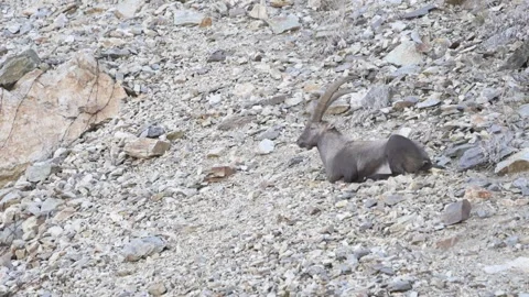 Alpine ibex (Capra ibex) Video stock 256019926