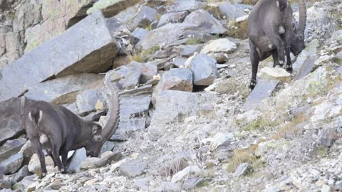 Alpine ibex (Capra ibex) Video stock 256019927