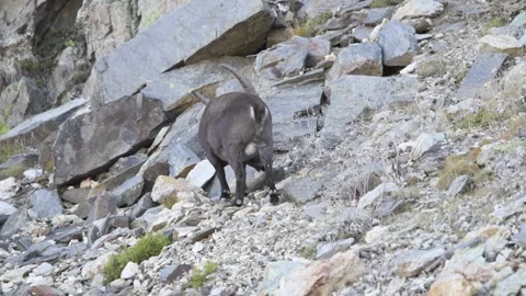 Alpine ibex (Capra ibex) Video stock 256019928