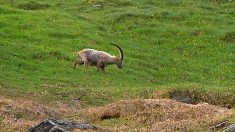 Alpine ibex (Capra ibex) grazing in alpine meadow Stock Footage 112374751