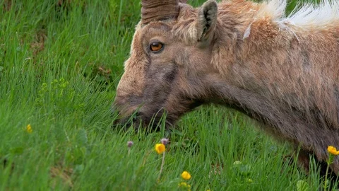 Alpine ibex (Capra ibex) grazing in alpine meadow 動画素材 112375386