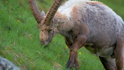 Alpine ibex (Capra ibex) grazing in alpine meadow Stock-Footage 112375489