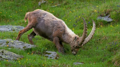 Alpine ibex (Capra ibex) grazing in alpine meadow Stock-Footage 112376066
