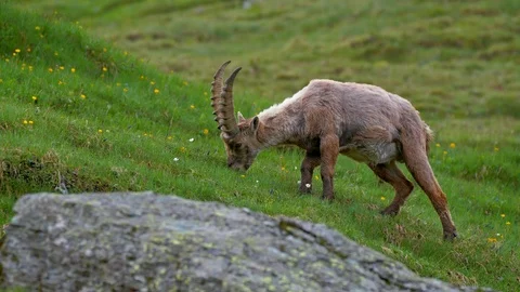 Alpine ibex (Capra ibex) grazing in alpine meadow Stock-Footage 112377265