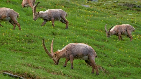 Alpine ibex (Capra ibex) grazing in alpine meadow 스톡 동영상 112379785