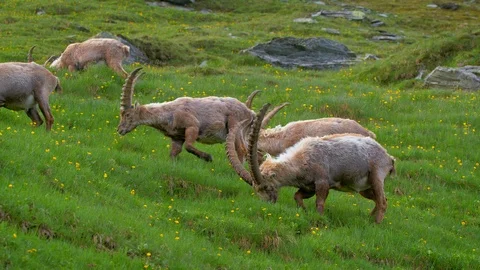 Alpine ibex (Capra ibex) grazing in alpine meadow Stock-Footage 112380141