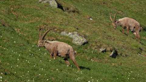Alpine ibex (Capra ibex) grazing in alpine meadow Stock-Footage 112381155