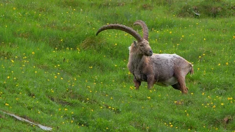 Alpine ibex (Capra ibex) grazing in alpine meadow Video stock 112385167