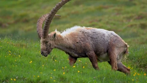 Alpine ibex (Capra ibex) grazing in alpine meadow Stock-Footage 112385259