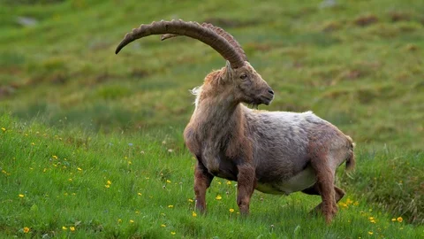 Alpine ibex (Capra ibex) grazing in alpine meadow Video stock 112385584