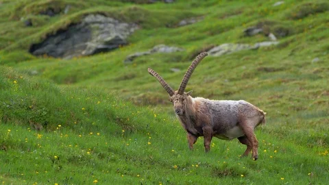 Alpine ibex (Capra ibex) grazing in alpine meadow Stock-Footage 112385880