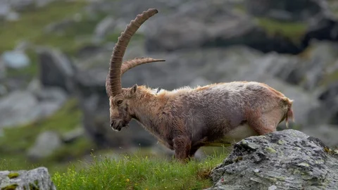 Alpine ibex (Capra ibex) in mountain environment 動画素材 112379433