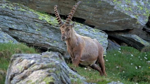 Alpine ibex (Capra ibex) in mountain environment Stock-Footage 112380970
