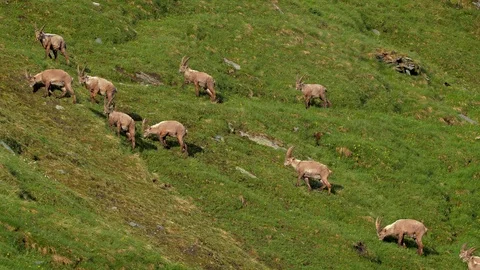 Alpine ibex (Capra ibex) in mountain environment Stock-Footage 112381876