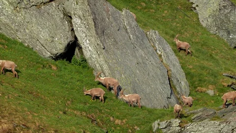 Alpine ibex (Capra ibex) in mountain environment Stock-Footage 112381929