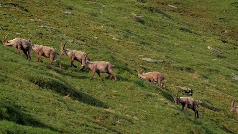 Alpine ibex (Capra ibex) in mountain environment Stock Footage 112382124
