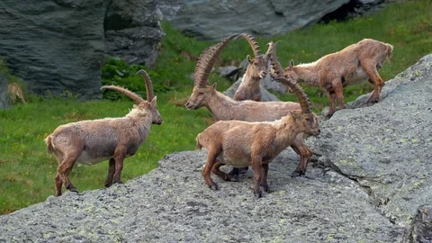 Alpine ibex (Capra ibex) in mountain environment Stock-Footage 112382157