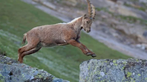Alpine ibex (Capra ibex) in mountain environment Stock-Footage 112382286