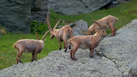 Alpine ibex (Capra ibex) in mountain environment Stock-Footage 112382330
