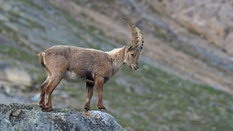 Alpine ibex (Capra ibex) in mountain environment Видео 112382439