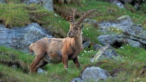 Alpine ibex (Capra ibex) in mountain environment Stock Footage 112439053