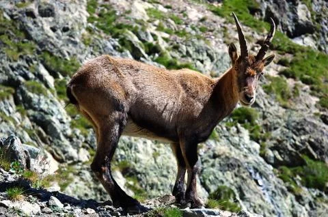Alpine ibex (capra ibex) Stock Photos