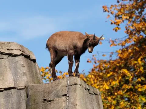 Alpine ibex (Capra ibex) Stock Photos