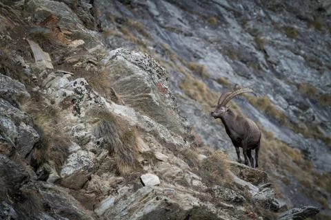 Alpine Ibex, Capra ibex, with rocks in background, National Park Gran Paradis Stock Photos