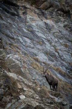 Alpine Ibex, Capra ibex, with rocks in background, National Park Gran Paradis Stock Photos
