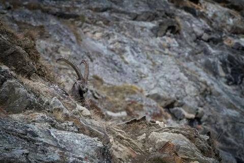 Alpine Ibex, Capra ibex, with rocks in background, National Park Gran Paradis Stock Photos